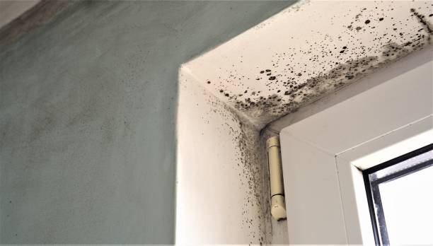 Best Forensic Mold Investigation  in Sistersville, WV