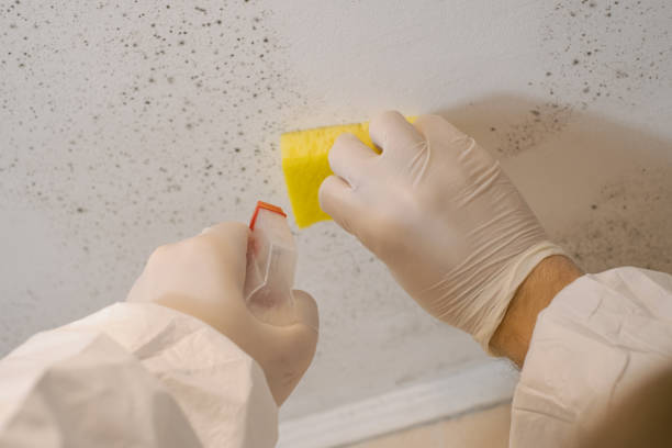 Biohazard Mold Removal in Sistersville, WV