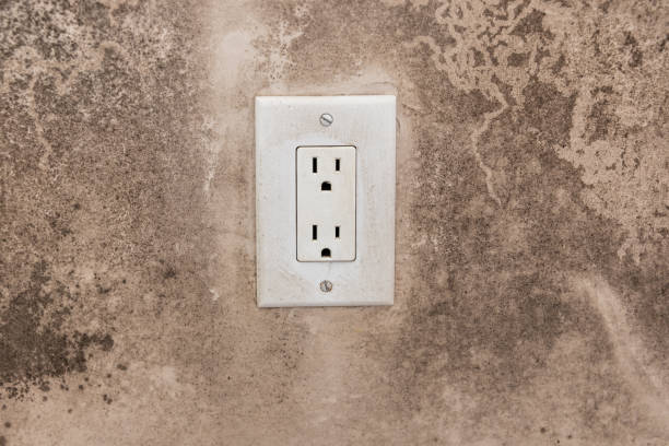 Best Mold Damage Restoration  in Sistersville, WV