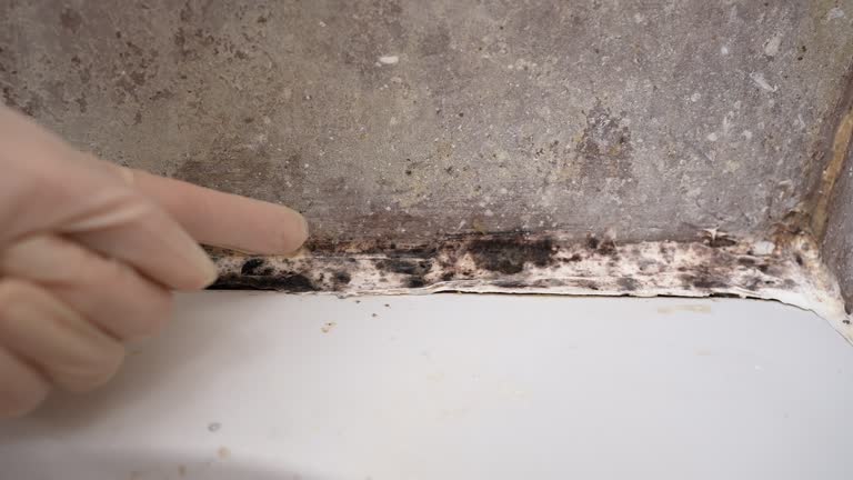Best Comprehensive Air Testing for Mold Contaminants  in Sistersville, WV