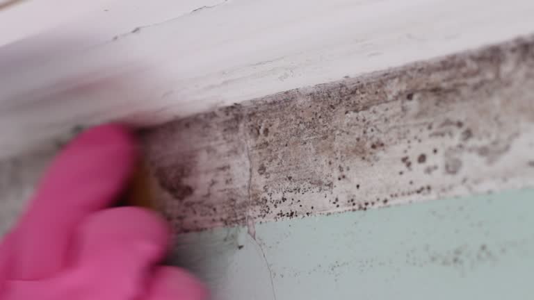 Best Industrial Mold Remediation  in Sistersville, WV